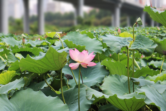 荷花