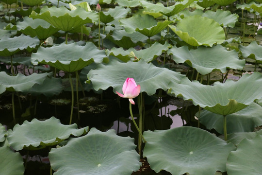 花蕾