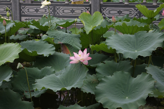 荷花