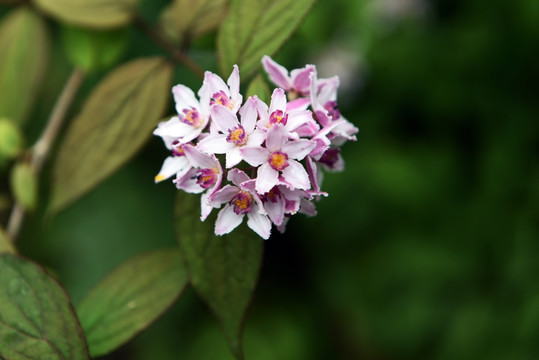 山花