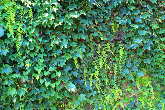 绿色植物墙面