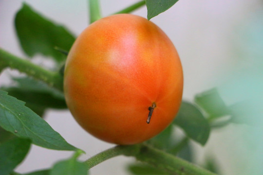 番茄