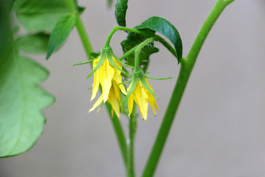 番茄花