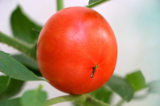 红番茄