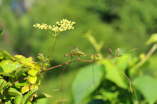 乌蔹莓花