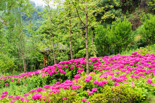 花园 花海