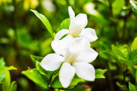 栀子花