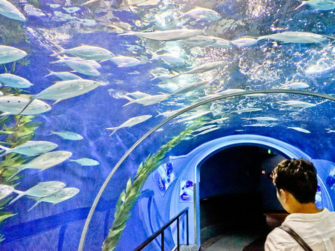 海海底世界 海洋馆观光隧道