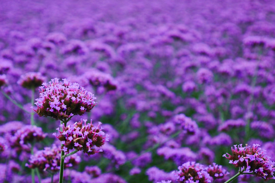 马鞭草花