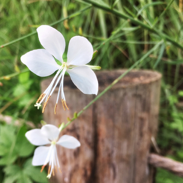 白蝶花 