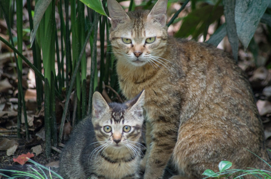 猫咪母子