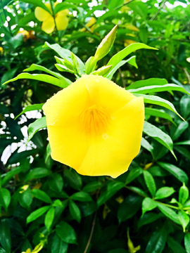 喇叭花