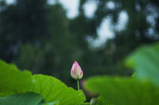 荷花
