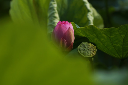 荷花