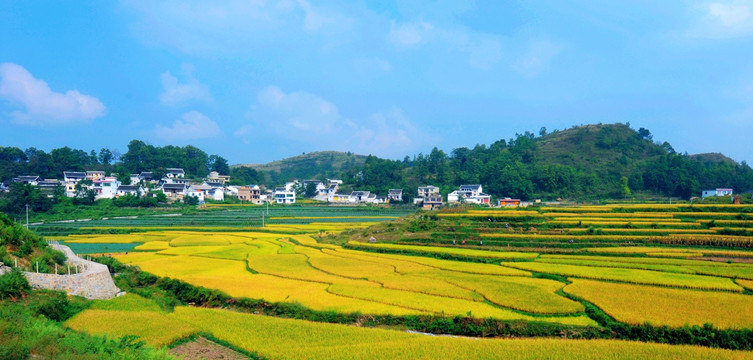 田园风光 稻田