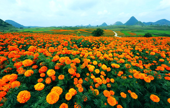 万寿菊 花海