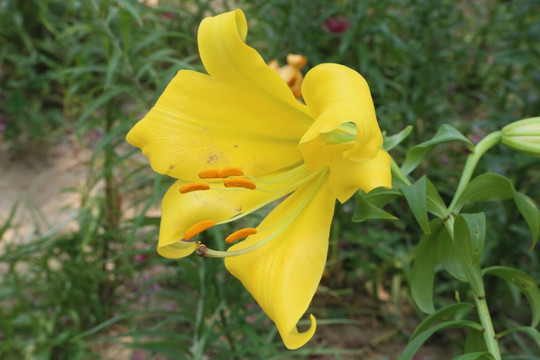 百合花
