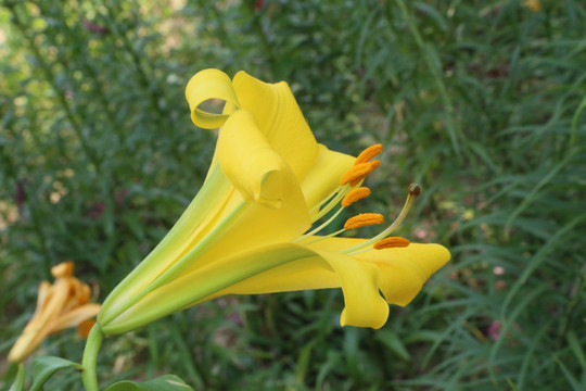 百合花