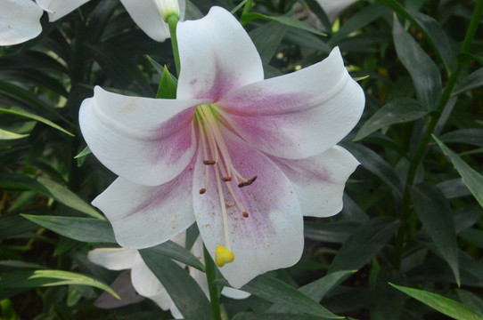 百合花