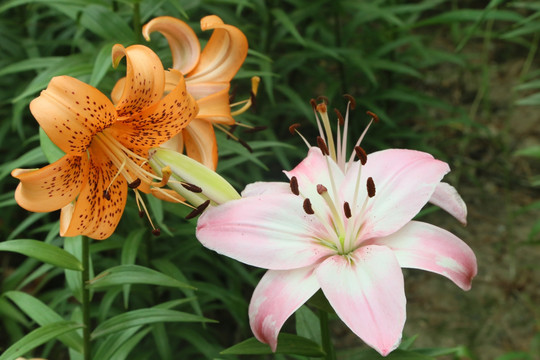 百合花