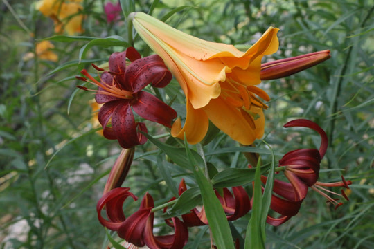 百合花