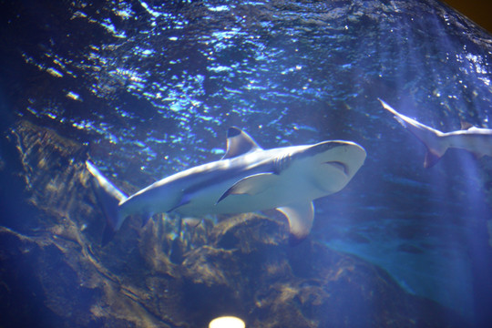 海洋世界 鲨鱼