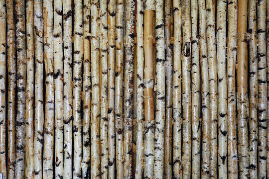 桦木杆装饰墙壁