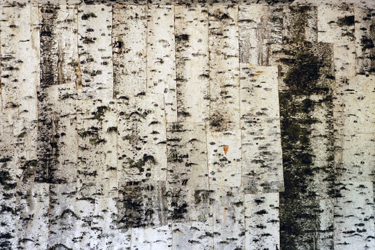 桦树皮装饰的墙壁