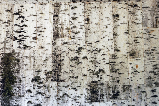 桦树皮拼接的墙壁