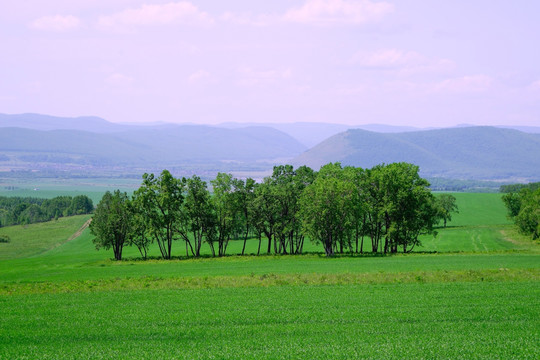 原野树林风景