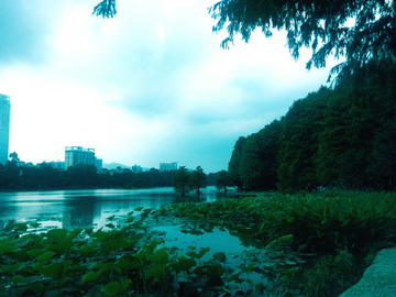荷塘风景