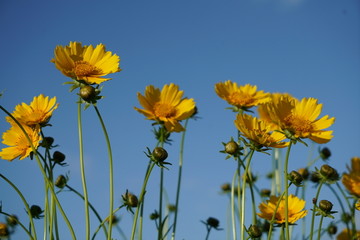 花丛 黄花 蓝天