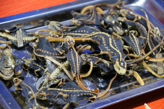 烤昆虫