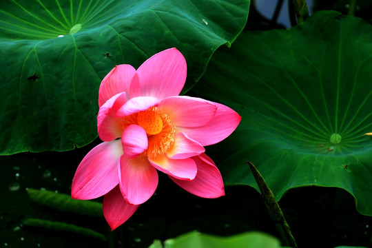 荷花