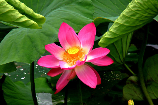 荷花