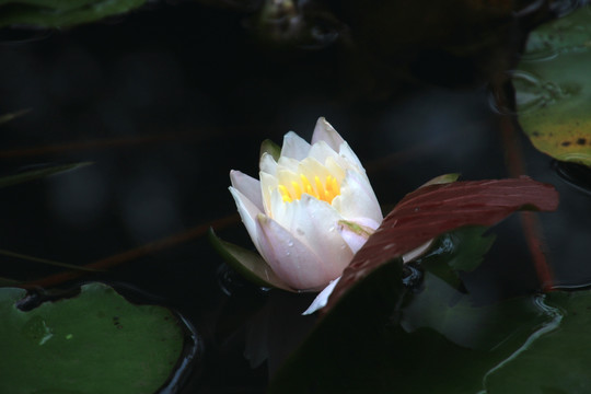 睡莲