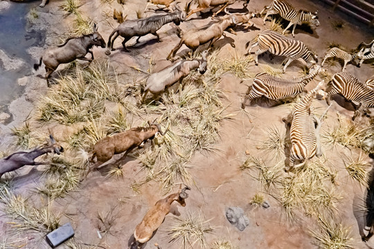 非洲大草原场景模拟 非洲动物