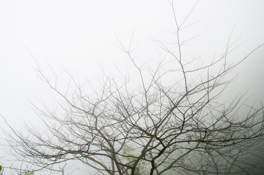 罗浮山山间云海云雾