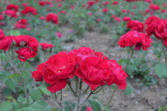 月季花