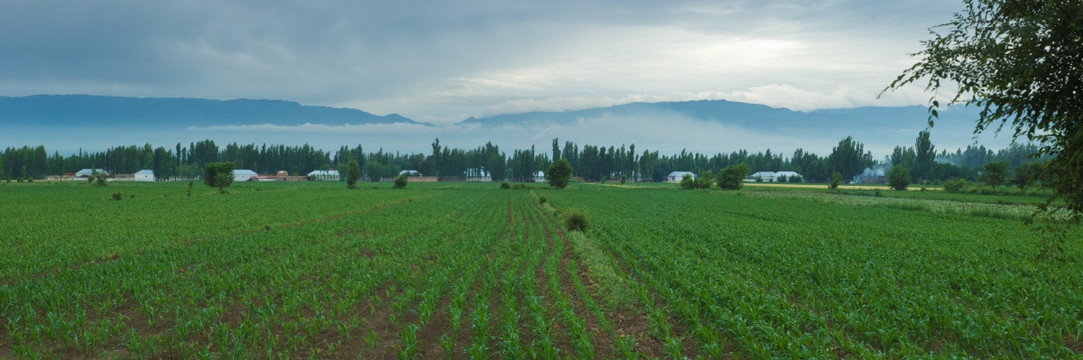 田野