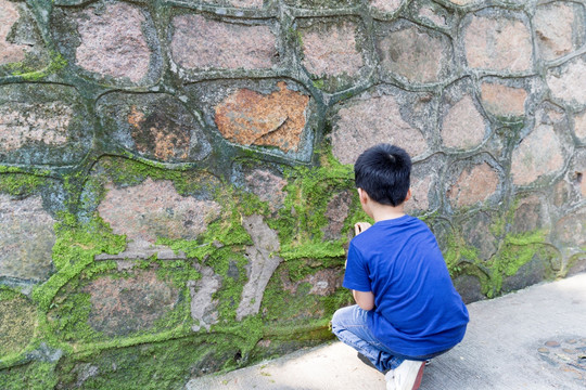 长在墙壁上的苔藓小男孩采集苔藓