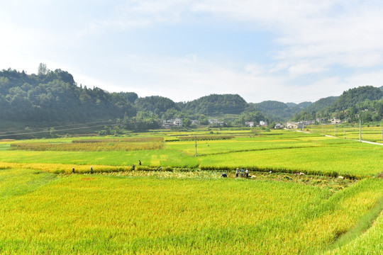 水稻田园美景