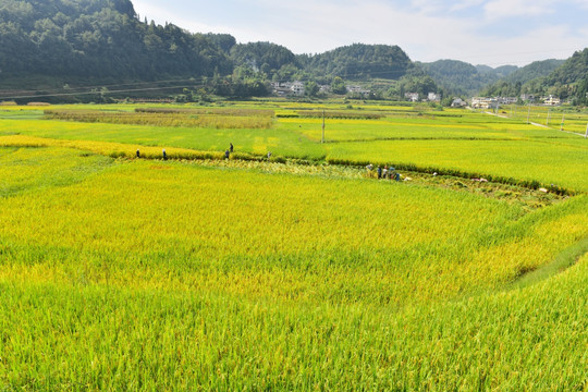 水稻田园美景