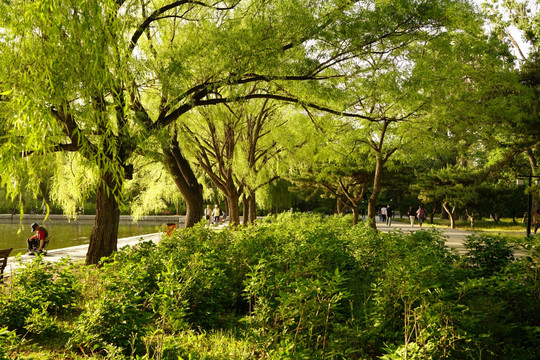 沈阳北陵公园 午后 树