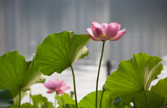 荷花 莲花 水