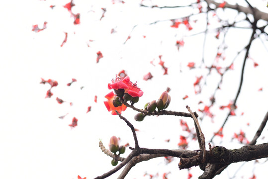 木棉花