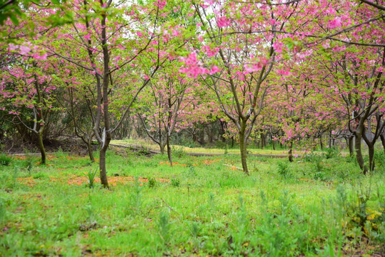 韶关樱花公园