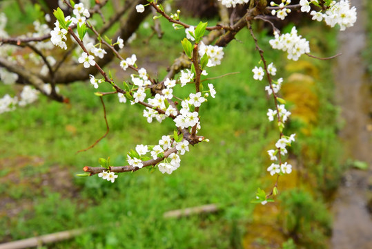 梨花