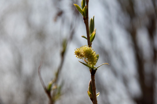 春天 绿树 嫩芽 柳树芽