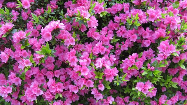 杜鹃花